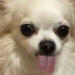 ノア